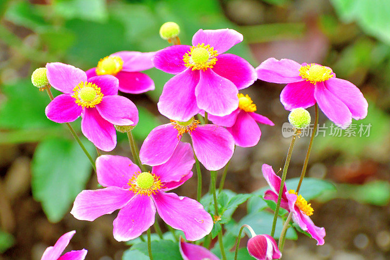 银莲花/日本银莲花花